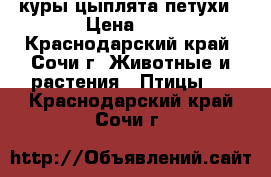 куры цыплята петухи › Цена ­ 5 - Краснодарский край, Сочи г. Животные и растения » Птицы   . Краснодарский край,Сочи г.